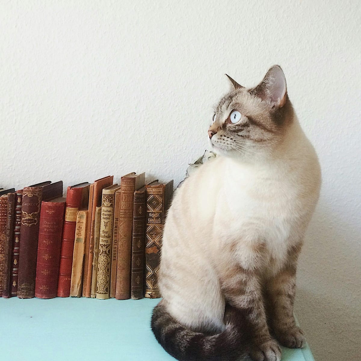 Ganjar Pranowo avatar